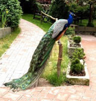 /album/fotogalerie-zoopark-na-hradecku-horni-pena/zooparknahradecku-25-jpg/